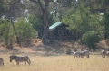 Zebra by tent